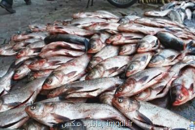 ۲۰۰ شرکت دانش بنیان آماده برای رفع نیازهای صنعت آبزی پروری
