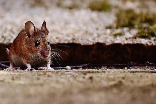 نانوپودر غیرسمی بلای جان موش ها