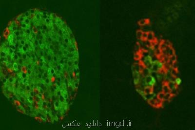 روش جدید احیای سلولی برای درمان دیابت